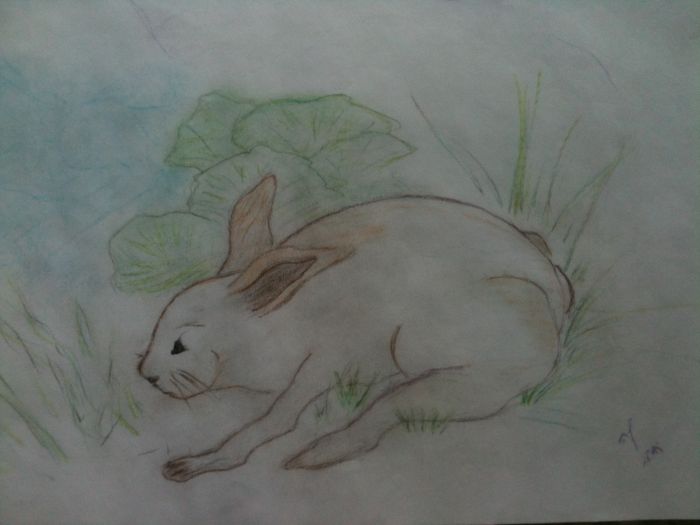 Wild Hare by lisa renee